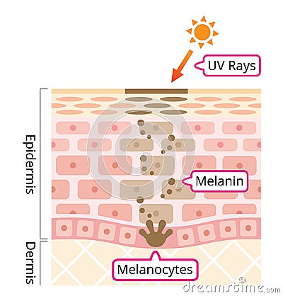 Skin mechanism of melanin and facial dark spots. Infographic human skin layer illustration. Beauty and skin care concept Vector Illustration